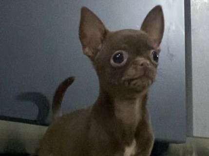 Disponible à la vente, 5 chiots Chihuahuas LOF