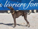 Petit Lévrier Italien disponible pour saillie