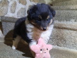 Chiot femelle tricolore Berger des Shetland à vendre
