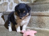 Chiot femelle tricolore Berger des Shetland à vendre