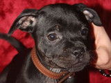 Vente de 3 chiots Staffies LOF