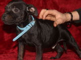 Vente de 3 chiots Staffies LOF