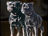 Vente de 3 chiots Staffies LOF