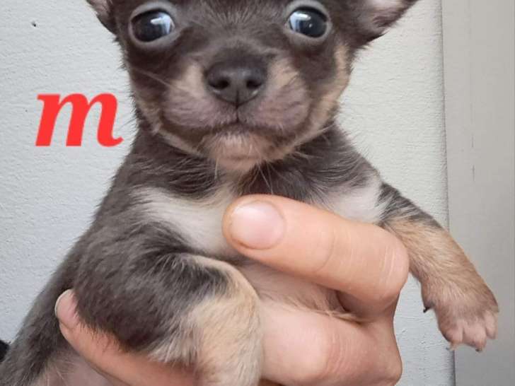 Chiots Chihuahuas à vendre