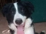 Chien adulte Border Collie de 2 ans LOF bicolore pour saillie
