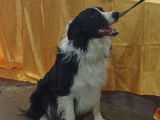 Chien adulte Border Collie de 2 ans LOF bicolore pour saillie