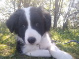 Chien adulte Border Collie de 2 ans LOF bicolore pour saillie