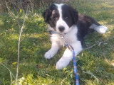 Chien adulte Border Collie de 2 ans LOF bicolore pour saillie