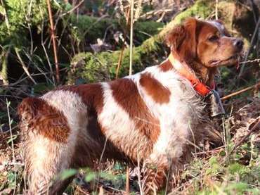 Un chien mâle Épagneul Breton de 4 ans LOF disponible