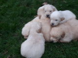 6 chiots Golden Retrievers LOF à réserver