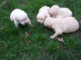 6 chiots Golden Retrievers LOF à réserver