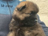 6 chiots Eurasiers LOF à réserver