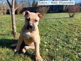 Un chiot Amstaff mâle LOF fauve disponible