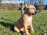 Un chiot Amstaff mâle LOF fauve disponible