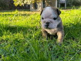 Chiot femelle Bouledogue Anglais LOF fauve pan blanc disponible &agrave; la vente