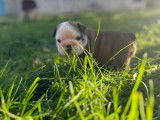 Chiot femelle Bouledogue Anglais LOF fauve pan blanc disponible &agrave; la vente
