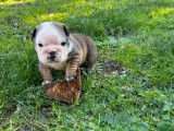 Chiot femelle Bouledogue Anglais LOF fauve pan blanc disponible &agrave; la vente