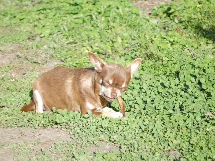 Chienne Chihuahua fauve de 3 ans et demi non LOF à vendre