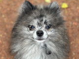 Mâle Spitz merle disponible pour saillie