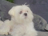 Bichon Maltais disponible pour saillie