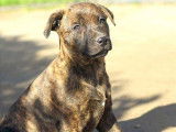 Chiot mâle à adopter
