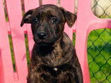 Chiot mâle à adopter