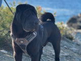 Sunny, mâle Shar-Peï LOF cherche femelle pour saillie