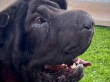 Sunny, mâle Shar-Peï LOF cherche femelle pour saillie