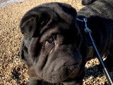 Sunny, mâle Shar-Peï LOF cherche femelle pour saillie