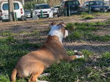 Amstaff LOF disponible pour saillie