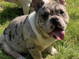 Femelle American Bully merle tricolore black micro &agrave; vendre