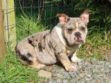 Femelle American Bully merle tricolore black micro &agrave; vendre