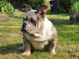 Femelle American Bully merle tricolore black micro &agrave; vendre