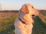 Superbe Golden Retriever cherche amoureuse pour saillie