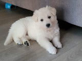 Chiots Berger Blanc Suisse LOF à réserver