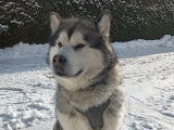 De race Malamute d'Alaska disponible pour saillie