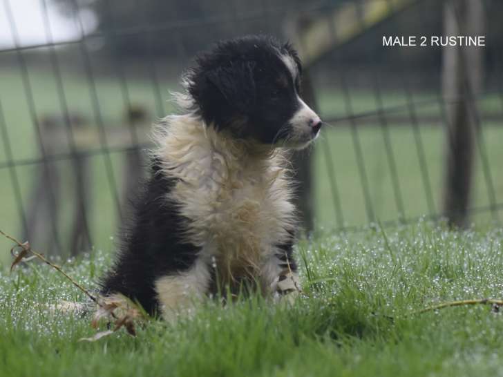 Adorables chiots Border Collie à vendre