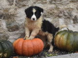 Adorables chiots Border Collie &agrave; vendre