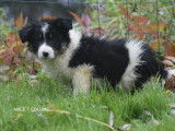 Adorables chiots Border Collie &agrave; vendre