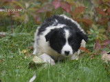 Adorables chiots Border Collie &agrave; vendre