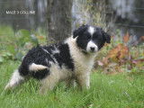 Adorables chiots Border Collie &agrave; vendre