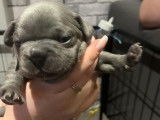 Chiots de race Bouledogue Français à vendre (4 femelles & 2 mâles)