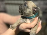Chiots de race Bouledogue Français à vendre (4 femelles & 2 mâles)