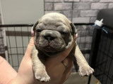Chiots de race Bouledogue Français à vendre (4 femelles & 2 mâles)