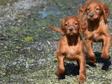 5 chiots Setters Irlandais LOF à vendre
