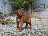 5 chiots Setters Irlandais LOF à vendre
