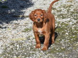 5 chiots Setters Irlandais LOF à vendre