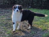 Vente d'un chiot Berger Australien femelle LOF