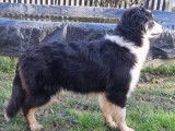 Vente d'un chiot Berger Australien femelle LOF