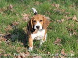 3 chiots Beagle LOF à adopter
